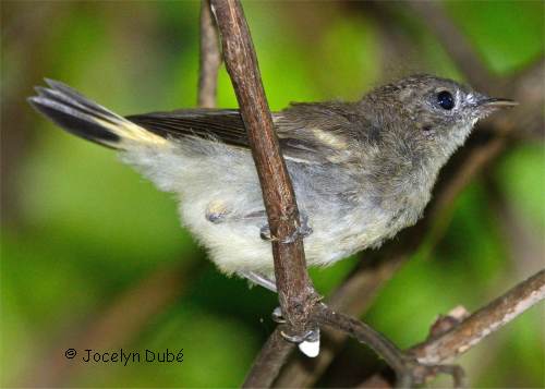 Paruline f;amboyante juvénile