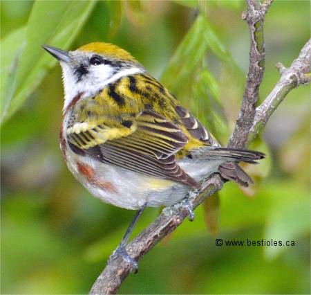 Photo d'une paruline � flancs marron vue de dos
