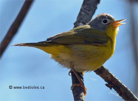 Photographie de paruline � joues grises