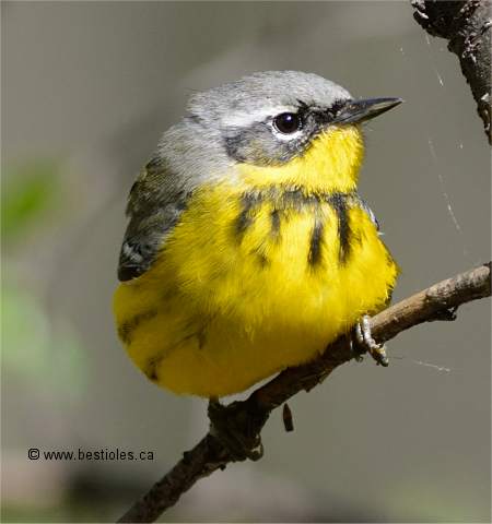 Photo d'une paruline à tête cendrée femelle