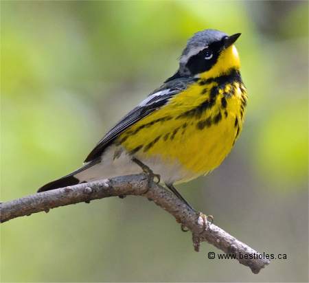 Photo d'une paruline à tête cendrée mâle