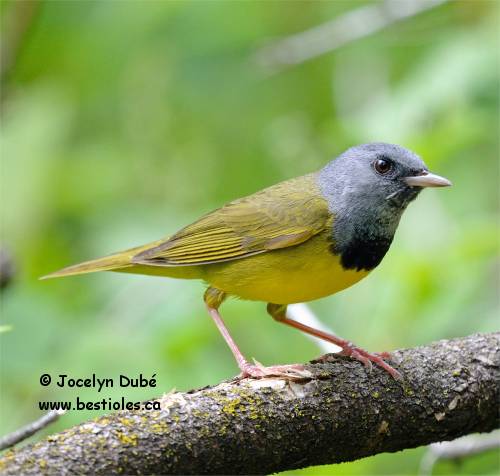 Photo d'une paruline triste m�le