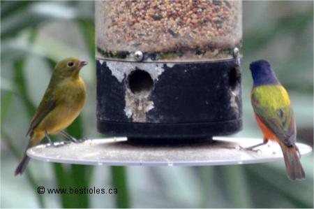 Photo d'un couple de passerin nonpareil