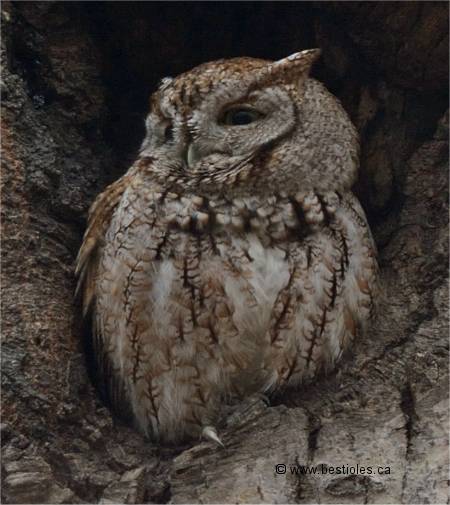 Photo de petit duc maculé