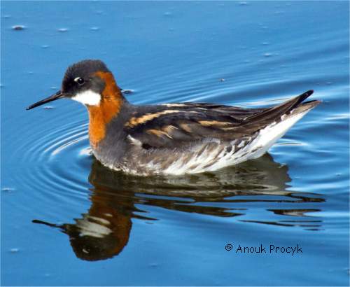 Photographie de phalarope à bec étroit