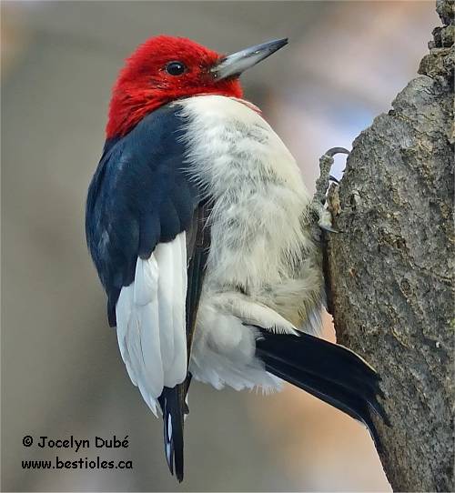Le pic à tête rouge