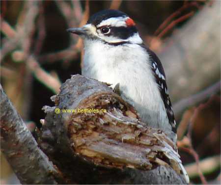 Le Pic Bois Est De La Famille Des Picidés