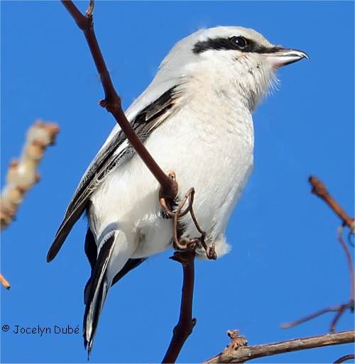 La Pie Grièche Grise Lanius Excubitor