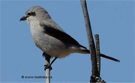 Photo d'une pie-gri�che grise