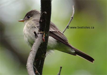 Photo de pioui de l'est sur une branche