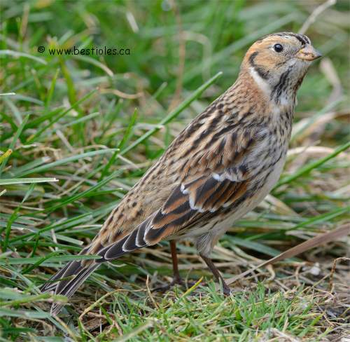 Photographie de plectrophane lapon en plumage d'hiver