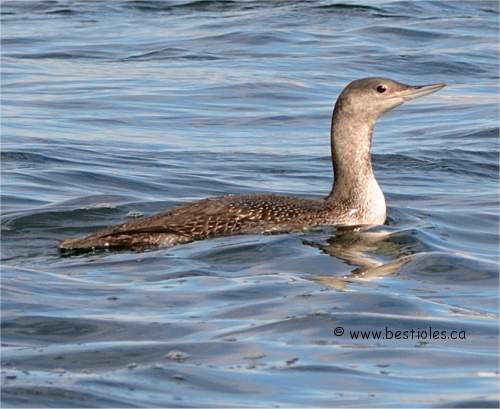 Plongeon catmarin en plumage hivernal