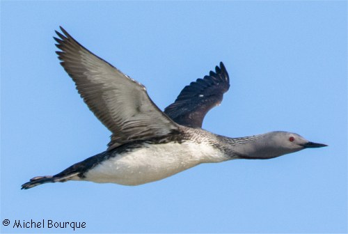 Plongeon catmarin en vol