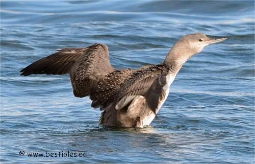 Photo de plongeon catmarin