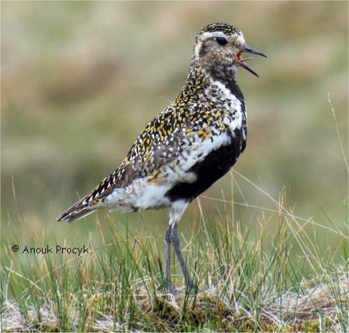 Photo d'un pluvier bronz�