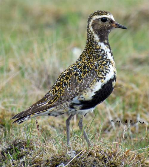 Photo d'un pluvier bronz� en plumage nuptial