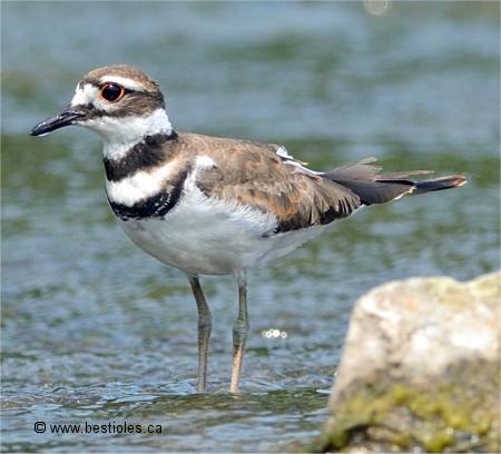 Photo d'un pluvier kildir