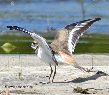 Photographie d'un pluvier kildir les ailes ouvertes