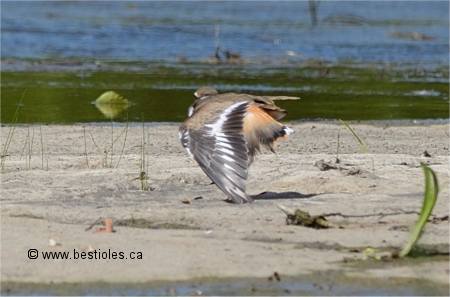 Pluvier kildir qui traine de l'aile comme si il �tait bless�