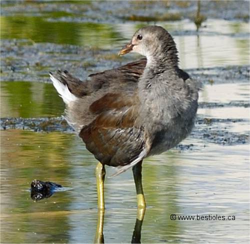 Poule d'eau immature