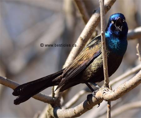Photographie d'un quiscale bronz� qui lance un cri