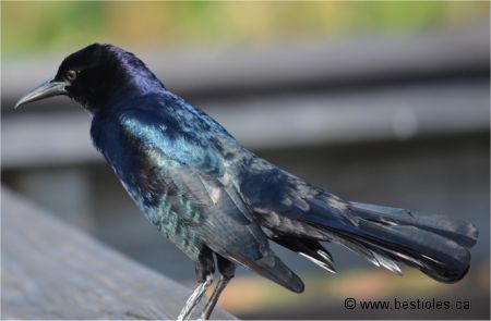 Photo d'un quiscale des marais