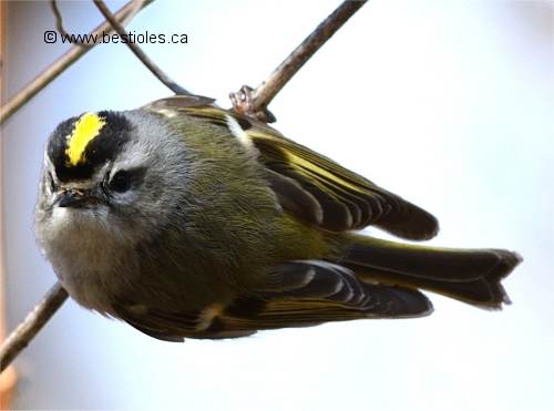 Photo d'un roitelet � couronne dor�e