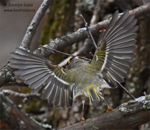 Photo de roitelet � couronne dor�e qui s'envol