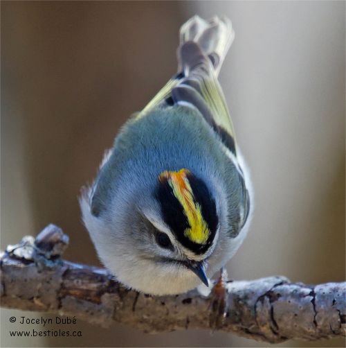 Photo de roitelet � couronne dor�e m�le