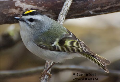 Photo d'un roitelet � couronne dor�e (immature)