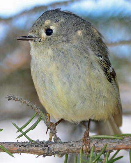 Photo de roitelet à couronne rubis vue de face