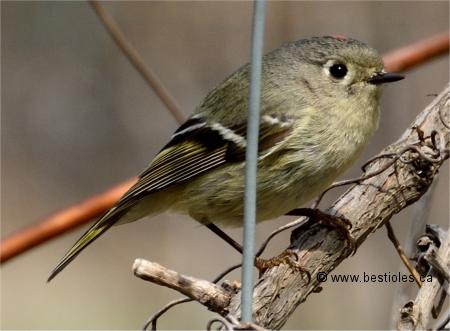Photo d'un roitelet � couronne rubis