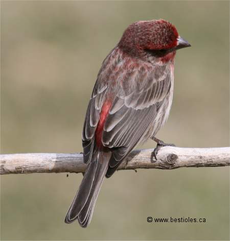 Photo d'un roselin familier de dos