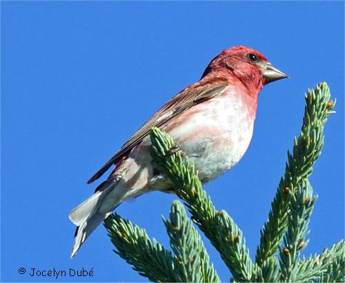 Photo d'un roselin pourpr� m�le
