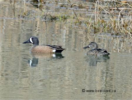 Photo d'un couple de sarcelles à ailes bleues