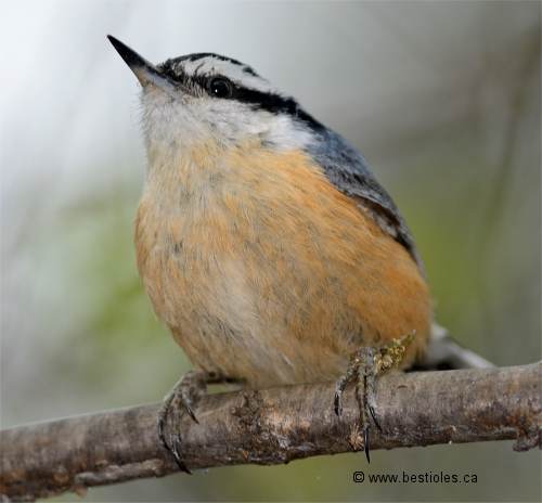 Sittelle � poitrine rousse sur une branche