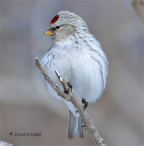 Photo d'un sizerin blanchatre