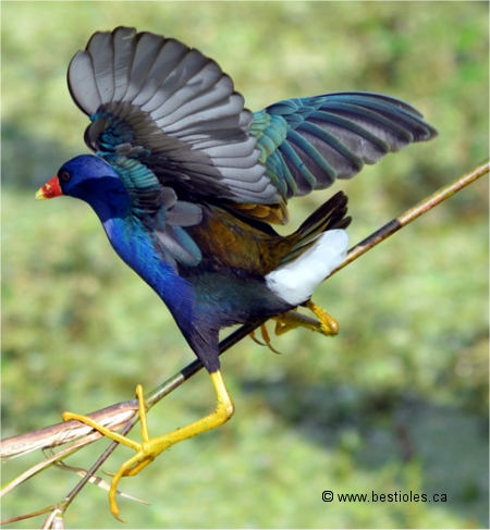 Photographie d'une talève violacée les ailes ouvertes