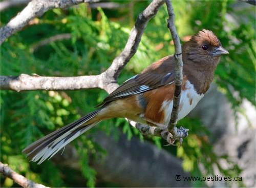 Tohi � flancs roux femelle