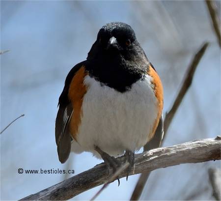 Photo d'un Tohi � flancs roux m�le