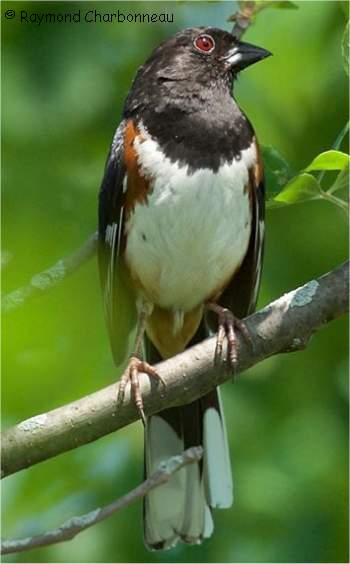 Photographie de Tohi � flancs roux m�le