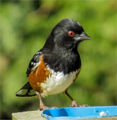 Photo de Tohi tachet�