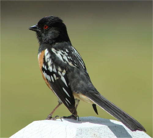 Tohi tachet� de dos