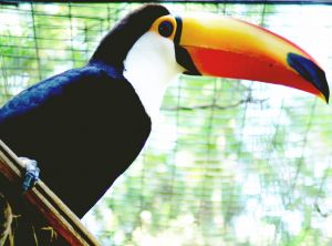 Photo de toucan