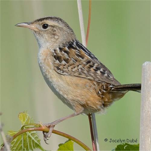 Photo d'un troglodyte � bec court