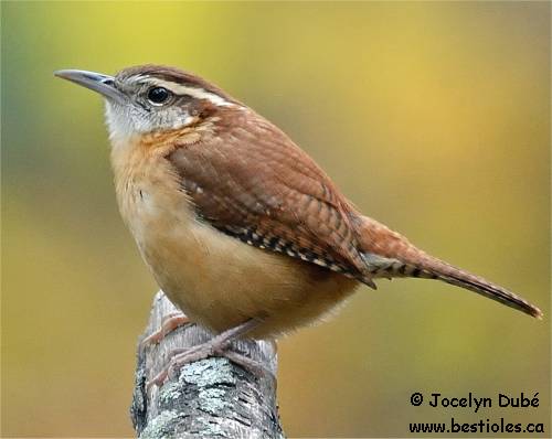 Troglodyte de Caroline