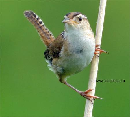 Photographie d'un troglodyte des marais