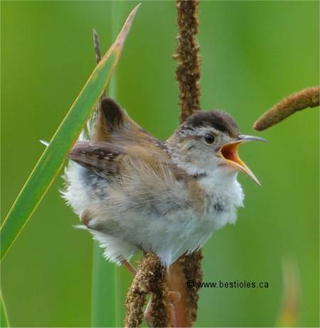 Photo de troglodyte des marais qui chante