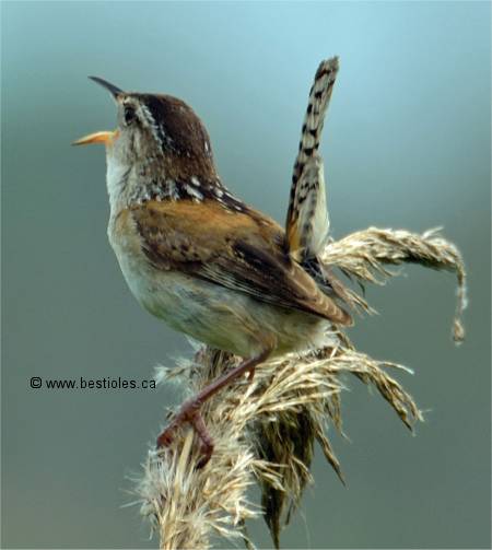 Photo du dos d'un troglodyte des marais
