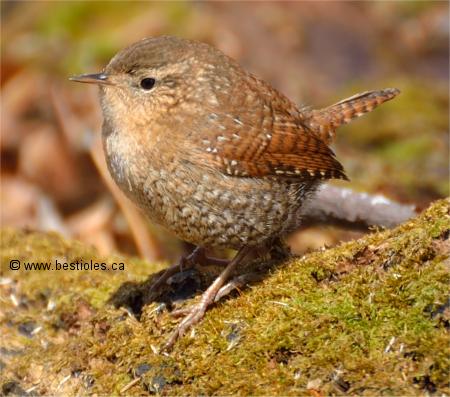 Photographie d'un troglodyte des forets